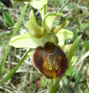 Ophrys aranifera (Orchidaceae)  - Ophrys araignée, Oiseau-coquet - Early Spider-orchid Meuse [France] 09/05/2002 - 270m