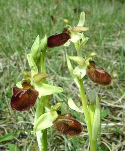 Ophrys aranifera (Orchidaceae)  - Ophrys araignée, Oiseau-coquet - Early Spider-orchid Meuse [France] 09/05/2002 - 270m