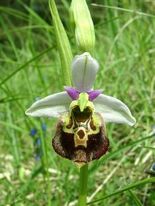 Ophrys fuciflora (Orchidaceae)  - Ophrys bourdon, Ophrys frelon - Late Spider-orchid Meurthe-et-Moselle [France] 09/05/2002 - 300m