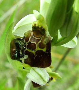 Ophrys fuciflora (Orchidaceae)  - Ophrys bourdon, Ophrys frelon - Late Spider-orchid Aisne [France] 19/05/2002 - 130mpseudocopulation d'un hanneton