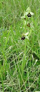 Ophrys fuciflora (Orchidaceae)  - Ophrys bourdon, Ophrys frelon - Late Spider-orchid Aisne [France] 19/05/2002 - 130m