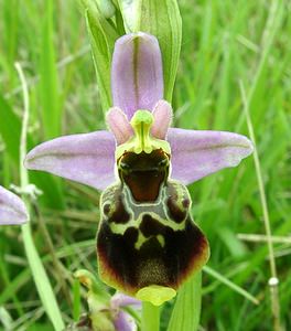 Ophrys fuciflora (Orchidaceae)  - Ophrys bourdon, Ophrys frelon - Late Spider-orchid Aisne [France] 19/05/2002 - 130m