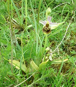 Ophrys fuciflora (Orchidaceae)  - Ophrys bourdon, Ophrys frelon - Late Spider-orchid Aisne [France] 19/05/2002 - 130m