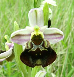 Ophrys fuciflora (Orchidaceae)  - Ophrys bourdon, Ophrys frelon - Late Spider-orchid Aisne [France] 19/05/2002 - 130m