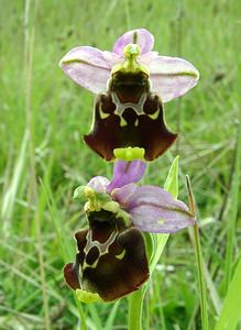 Ophrys fuciflora (Orchidaceae)  - Ophrys bourdon, Ophrys frelon - Late Spider-orchid Aisne [France] 19/05/2002 - 130m