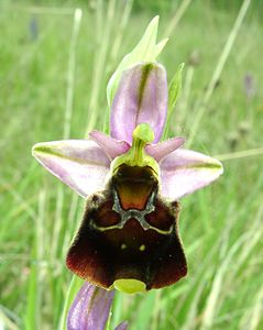 Ophrys fuciflora (Orchidaceae)  - Ophrys bourdon, Ophrys frelon - Late Spider-orchid Aisne [France] 19/05/2002 - 130m