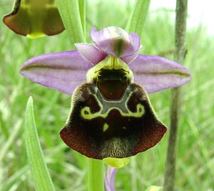 Ophrys fuciflora (Orchidaceae)  - Ophrys bourdon, Ophrys frelon - Late Spider-orchid Aisne [France] 19/05/2002 - 130m