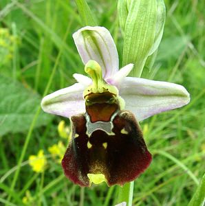 Ophrys fuciflora (Orchidaceae)  - Ophrys bourdon, Ophrys frelon - Late Spider-orchid Aisne [France] 19/05/2002 - 130m