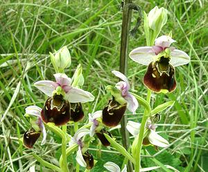 Ophrys fuciflora (Orchidaceae)  - Ophrys bourdon, Ophrys frelon - Late Spider-orchid Aisne [France] 19/05/2002 - 130m