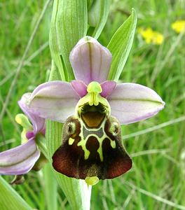 Ophrys fuciflora (Orchidaceae)  - Ophrys bourdon, Ophrys frelon - Late Spider-orchid Aisne [France] 19/05/2002 - 130m