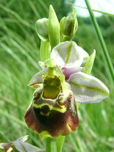 Ophrys fuciflora (Orchidaceae)  - Ophrys bourdon, Ophrys frelon - Late Spider-orchid Aisne [France] 19/05/2002 - 130m