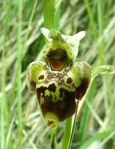 Ophrys fuciflora (Orchidaceae)  - Ophrys bourdon, Ophrys frelon - Late Spider-orchid Aisne [France] 19/05/2002 - 130mindividu de forme tr?s particuli?re. On comprend qu'il y ai pu avoir des mentions erron?es d'Ophrys scolopax hors de son aire de r?partition.