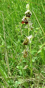 Ophrys fuciflora (Orchidaceae)  - Ophrys bourdon, Ophrys frelon - Late Spider-orchid Aisne [France] 19/05/2002 - 130m