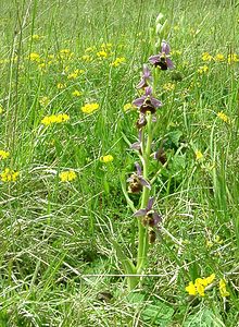 Ophrys fuciflora (Orchidaceae)  - Ophrys bourdon, Ophrys frelon - Late Spider-orchid Aisne [France] 19/05/2002 - 120m