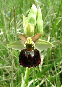 Ophrys x obscura (Orchidaceae)  - Ophrys obscurOphrys fuciflora x Ophrys sphegodes. Meurthe-et-Moselle [France] 09/05/2002 - 300m