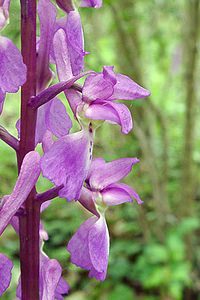 Orchis mascula (Orchidaceae)  - Orchis mâle - Early-purple Orchid Pas-de-Calais [France] 04/05/2002 - 80m