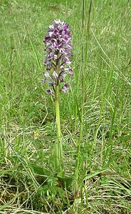 Orchis militaris (Orchidaceae)  - Orchis militaire, Casque militaire, Orchis casqué - Military Orchid Meuse [France] 09/05/2002 - 270m