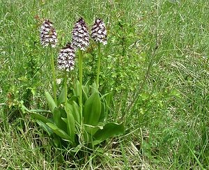 Orchis purpurea (Orchidaceae)  - Orchis pourpre, Grivollée, Orchis casque, Orchis brun - Lady Orchid Meurthe-et-Moselle [France] 09/05/2002 - 300m