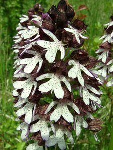 Orchis purpurea (Orchidaceae)  - Orchis pourpre, Grivollée, Orchis casque, Orchis brun - Lady Orchid Meurthe-et-Moselle [France] 09/05/2002 - 300m