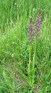 Orchis x spuria (Orchidaceae)  - Orchis bâtardOrchis anthropophora x Orchis militaris. Meurthe-et-Moselle [France] 09/05/2002 - 230m