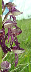 Orchis x spuria (Orchidaceae)  - Orchis bâtardOrchis anthropophora x Orchis militaris. Aisne [France] 19/05/2002 - 90m