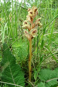 Orobanche alba (Orobanchaceae)  - Orobanche blanche, Orobanche du thym - Thyme Broomrape Aisne [France] 19/05/2002 - 120mforma maxima, ici sur Salvia pratensis