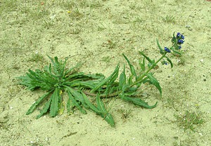 Anchusa officinalis (Boraginaceae)  - Buglosse officinale - Alkanet Furnes [Belgique] 08/06/2002 - 10m