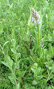 Dactylorhiza fuchsii (Orchidaceae)  - Dactylorhize de Fuchs, Orchis de Fuchs, Orchis tacheté des bois, Orchis de Meyer, Orchis des bois - Common Spotted-orchid Nord [France] 08/06/2002 - 10m