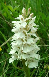 Dactylorhiza fuchsii (Orchidaceae)  - Dactylorhize de Fuchs, Orchis de Fuchs, Orchis tacheté des bois, Orchis de Meyer, Orchis des bois - Common Spotted-orchid Pas-de-Calais [France] 15/06/2002 - 80m