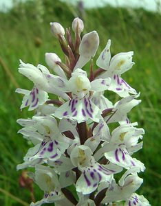 Dactylorhiza fuchsii (Orchidaceae)  - Dactylorhize de Fuchs, Orchis de Fuchs, Orchis tacheté des bois, Orchis de Meyer, Orchis des bois - Common Spotted-orchid Pas-de-Calais [France] 15/06/2002 - 90m