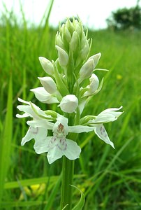 Dactylorhiza fuchsii (Orchidaceae)  - Dactylorhize de Fuchs, Orchis de Fuchs, Orchis tacheté des bois, Orchis de Meyer, Orchis des bois - Common Spotted-orchid Pas-de-Calais [France] 15/06/2002 - 90m