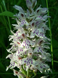 Dactylorhiza fuchsii (Orchidaceae)  - Dactylorhize de Fuchs, Orchis de Fuchs, Orchis tacheté des bois, Orchis de Meyer, Orchis des bois - Common Spotted-orchid Pas-de-Calais [France] 22/06/2002 - 80m