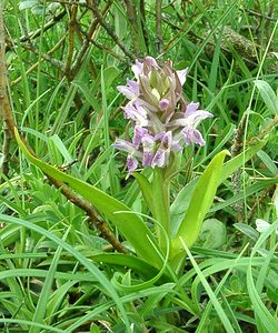 Dactylorhiza incarnata (Orchidaceae)  - Dactylorhize incarnat, Orchis incarnat, Orchis couleur de chair - Early Marsh-orchid Furnes [Belgique] 08/06/2002 - 10m