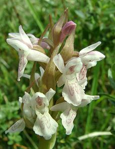 Dactylorhiza incarnata (Orchidaceae)  - Dactylorhize incarnat, Orchis incarnat, Orchis couleur de chair - Early Marsh-orchid Furnes [Belgique] 08/06/2002 - 10m