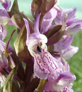 Dactylorhiza incarnata (Orchidaceae)  - Dactylorhize incarnat, Orchis incarnat, Orchis couleur de chair - Early Marsh-orchid Furnes [Belgique] 08/06/2002 - 10m