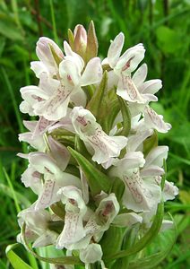 Dactylorhiza incarnata (Orchidaceae)  - Dactylorhize incarnat, Orchis incarnat, Orchis couleur de chair - Early Marsh-orchid Furnes [Belgique] 08/06/2002 - 10m