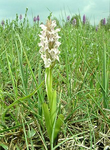 Dactylorhiza incarnata (Orchidaceae)  - Dactylorhize incarnat, Orchis incarnat, Orchis couleur de chair - Early Marsh-orchid Furnes [Belgique] 08/06/2002 - 10m