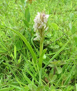 Dactylorhiza incarnata (Orchidaceae)  - Dactylorhize incarnat, Orchis incarnat, Orchis couleur de chair - Early Marsh-orchid Furnes [Belgique] 08/06/2002 - 10m