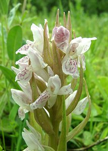 Dactylorhiza incarnata (Orchidaceae)  - Dactylorhize incarnat, Orchis incarnat, Orchis couleur de chair - Early Marsh-orchid Furnes [Belgique] 08/06/2002 - 10m