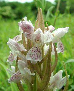 Dactylorhiza incarnata (Orchidaceae)  - Dactylorhize incarnat, Orchis incarnat, Orchis couleur de chair - Early Marsh-orchid Furnes [Belgique] 08/06/2002 - 10m