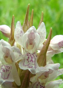 Dactylorhiza incarnata (Orchidaceae)  - Dactylorhize incarnat, Orchis incarnat, Orchis couleur de chair - Early Marsh-orchid Furnes [Belgique] 08/06/2002 - 10m