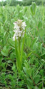 Dactylorhiza incarnata (Orchidaceae)  - Dactylorhize incarnat, Orchis incarnat, Orchis couleur de chair - Early Marsh-orchid Nord [France] 08/06/2002 - 10m