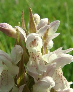 Dactylorhiza incarnata (Orchidaceae)  - Dactylorhize incarnat, Orchis incarnat, Orchis couleur de chair - Early Marsh-orchid Nord [France] 08/06/2002 - 10m