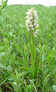 Dactylorhiza incarnata (Orchidaceae)  - Dactylorhize incarnat, Orchis incarnat, Orchis couleur de chair - Early Marsh-orchid Nord [France] 08/06/2002 - 10m