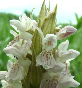 Dactylorhiza incarnata (Orchidaceae)  - Dactylorhize incarnat, Orchis incarnat, Orchis couleur de chair - Early Marsh-orchid Nord [France] 08/06/2002 - 10m