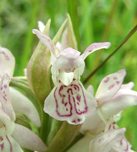 Dactylorhiza incarnata (Orchidaceae)  - Dactylorhize incarnat, Orchis incarnat, Orchis couleur de chair - Early Marsh-orchid Nord [France] 16/06/2002