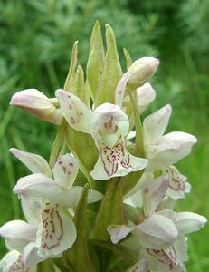 Dactylorhiza incarnata (Orchidaceae)  - Dactylorhize incarnat, Orchis incarnat, Orchis couleur de chair - Early Marsh-orchid Nord [France] 16/06/2002