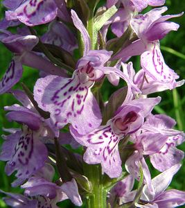 Dactylorhiza maculata (Orchidaceae)  - Dactylorhize maculé, Orchis tacheté, Orchis maculé - Heath Spotted-orchid Pas-de-Calais [France] 22/06/2002 - 80m