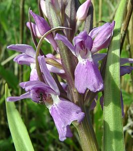 Dactylorhiza praetermissa (Orchidaceae)  - Dactylorhize négligé, Orchis négligé, Orchis oublié - Southern Marsh-orchid Courtrai [Belgique] 02/06/2002 - 20m