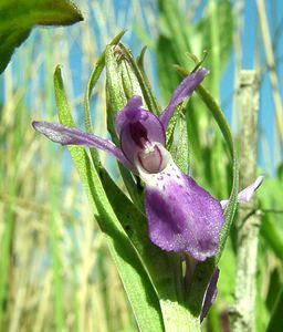 Dactylorhiza praetermissa (Orchidaceae)  - Dactylorhize négligé, Orchis négligé, Orchis oublié - Southern Marsh-orchid Courtrai [Belgique] 02/06/2002 - 20m